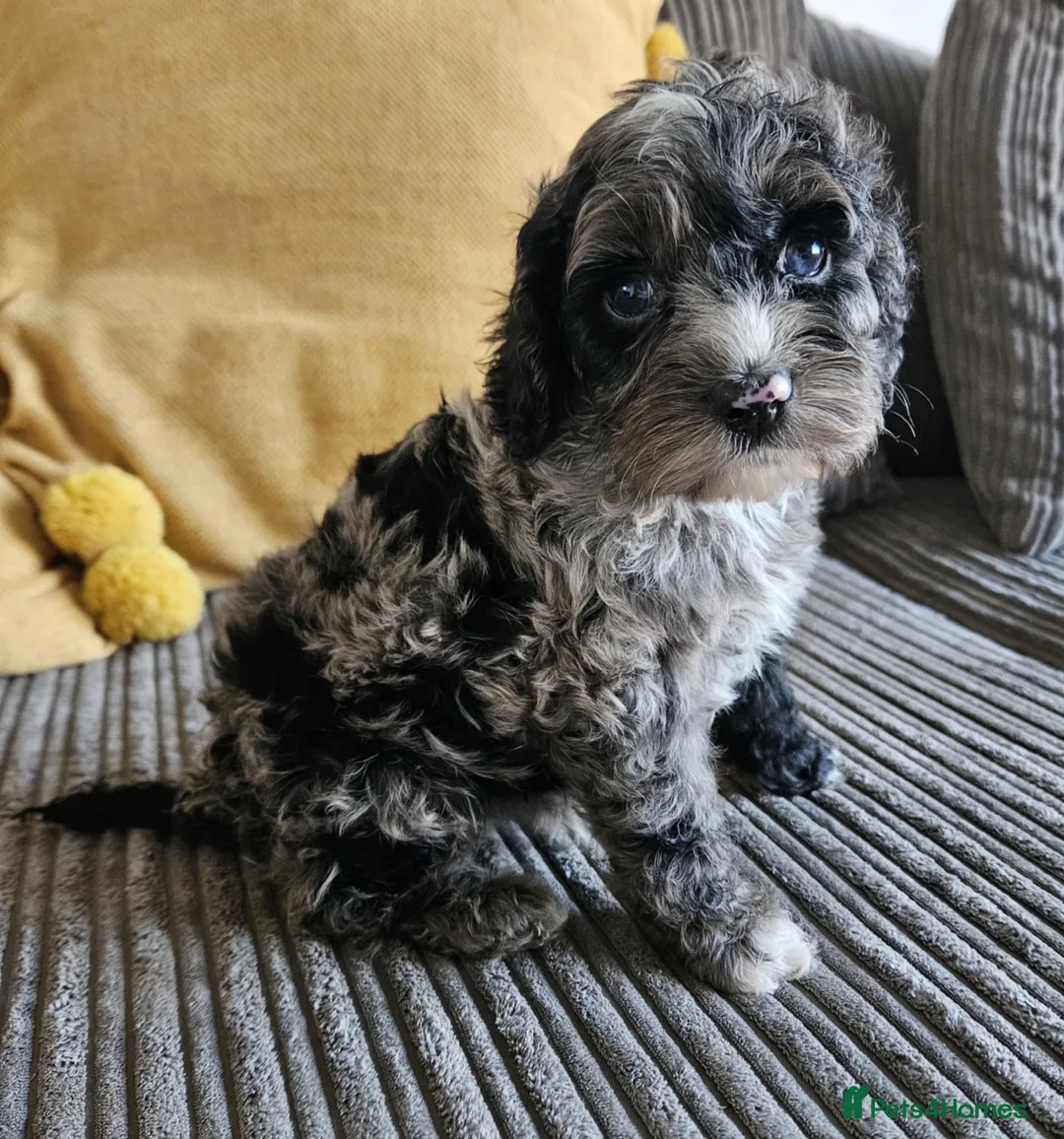 Cockapoo dogs for stud: Chester our F1 Proven cockapoo in Barnsley - Advert 6