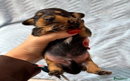 Miniature Dachshund dogs for sale: Beautiful litter of 4 miniature daschunds  - Image 4