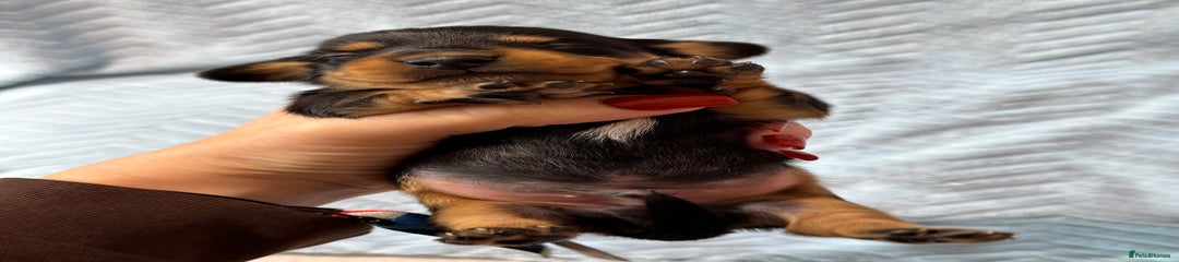 Male Black and Tan 