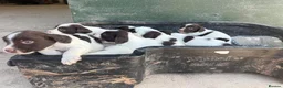 English Springer Spaniel dogs for sale: English Springer Spaniel Puppies - Advert 4