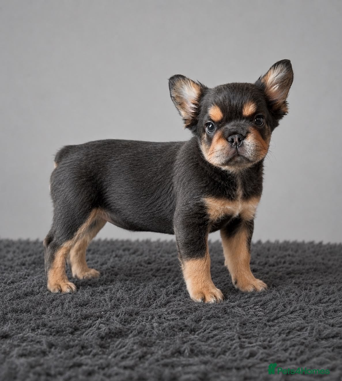 French Bulldog dogs French bulldog puppies  - Advert 4