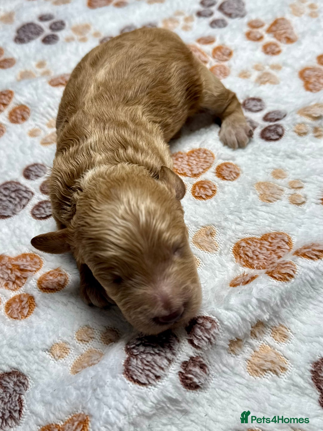 Cockapoo dogs for sale: Beautiful Fully Health Tested Cockapoos - Image 7