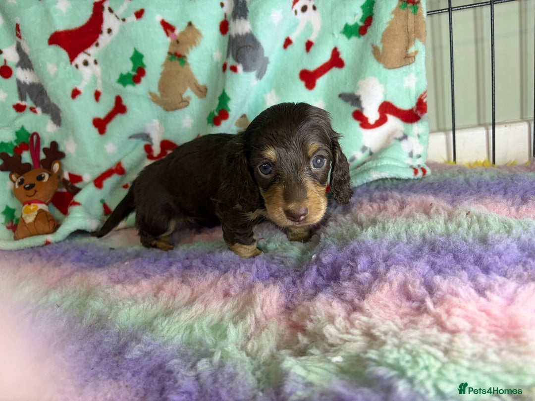 Miniature Dachshund dogs for sale: Chocolate and cream longhair miniature dachshunds  - Advert 2