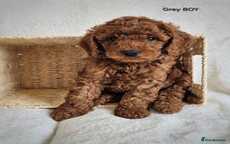 Cavapoo dogs for sale: Adorable F1b Cavapoo Puppies Ready 15th November - Image 14