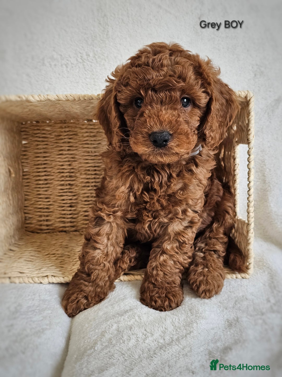 Cavapoo dogs for sale: Adorable F1b Cavapoo Puppies Ready 15th November - Image 14