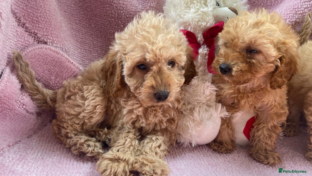 Cockapoo dogs for sale: Cockapoo puppies - Image 12