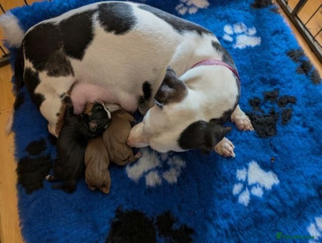 Miniature Dachshund dogs ADORABLE MINIATURE DACHSHUND PUPPIES  - Advert 3