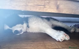 Border Collie dogs for sale: Dylan /Dill - ONLY 4 LEFT International Champion blood line - Image 27