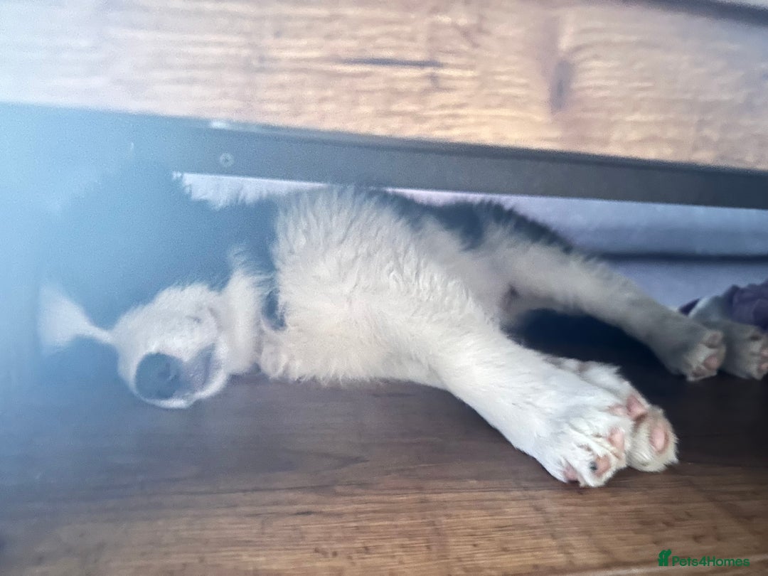Border Collie dogs for sale: Dylan /Dill - ONLY 4 LEFT International Champion blood line - Image 27