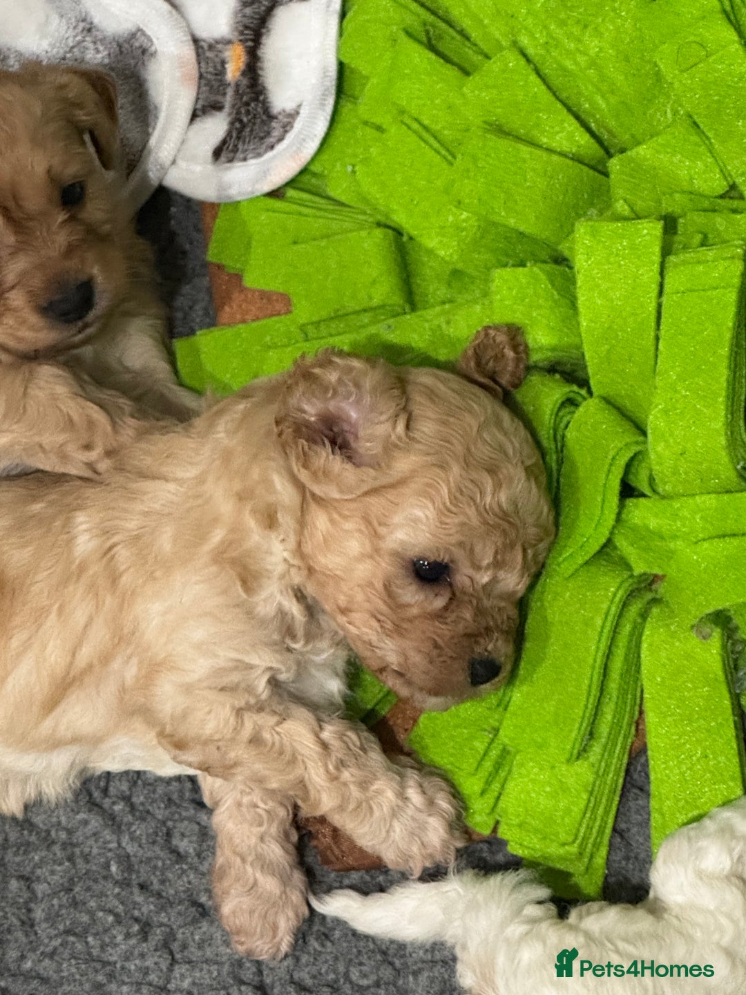 Cavapoochon dogs for sale: Cavapoochon puppies - Advert 3