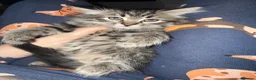 Siberian cats for sale: Lovely kittens - Advert 2