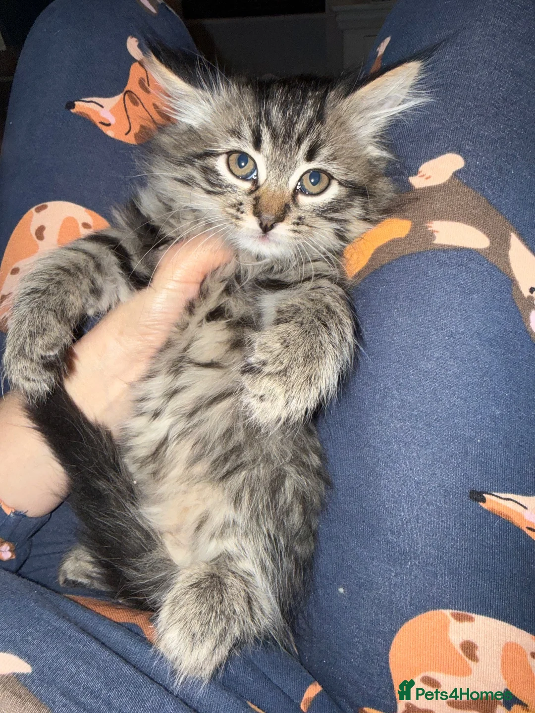 Siberian cats for sale: Lovely kittens - Advert 2