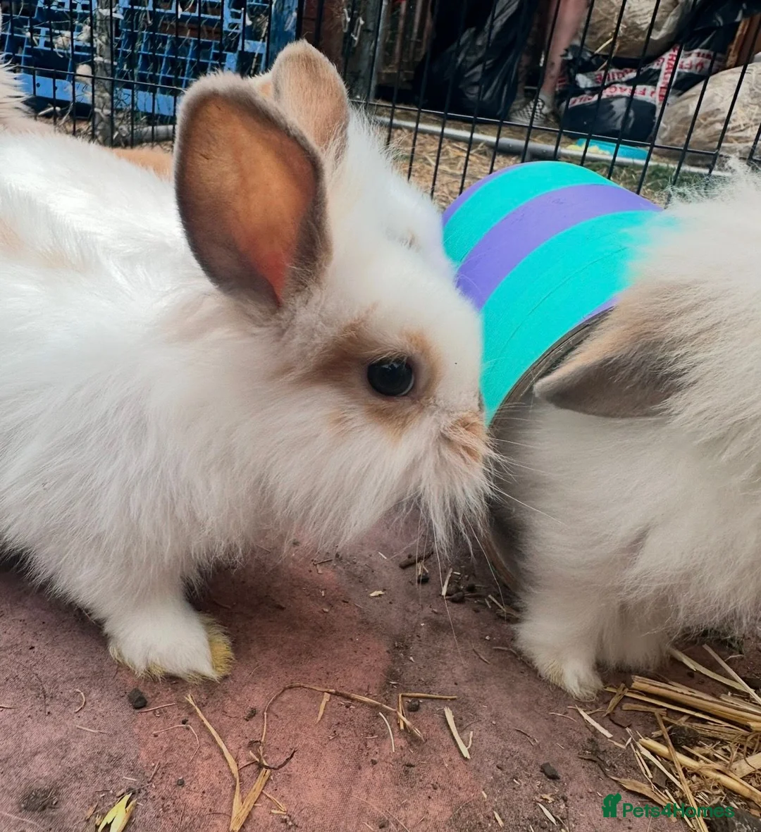 Lionhead rabbits for sale: 8-Week-Old Lionhead Rabbits – 2 Boys & 2 Girls in Mansfield - Advert 2