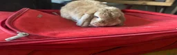 Mini Lop rabbits for sale: Friendly rabbit for family  in London - Advert 3