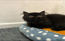 Persian cats for sale: Persian kittnes for sale London  - Advert 15