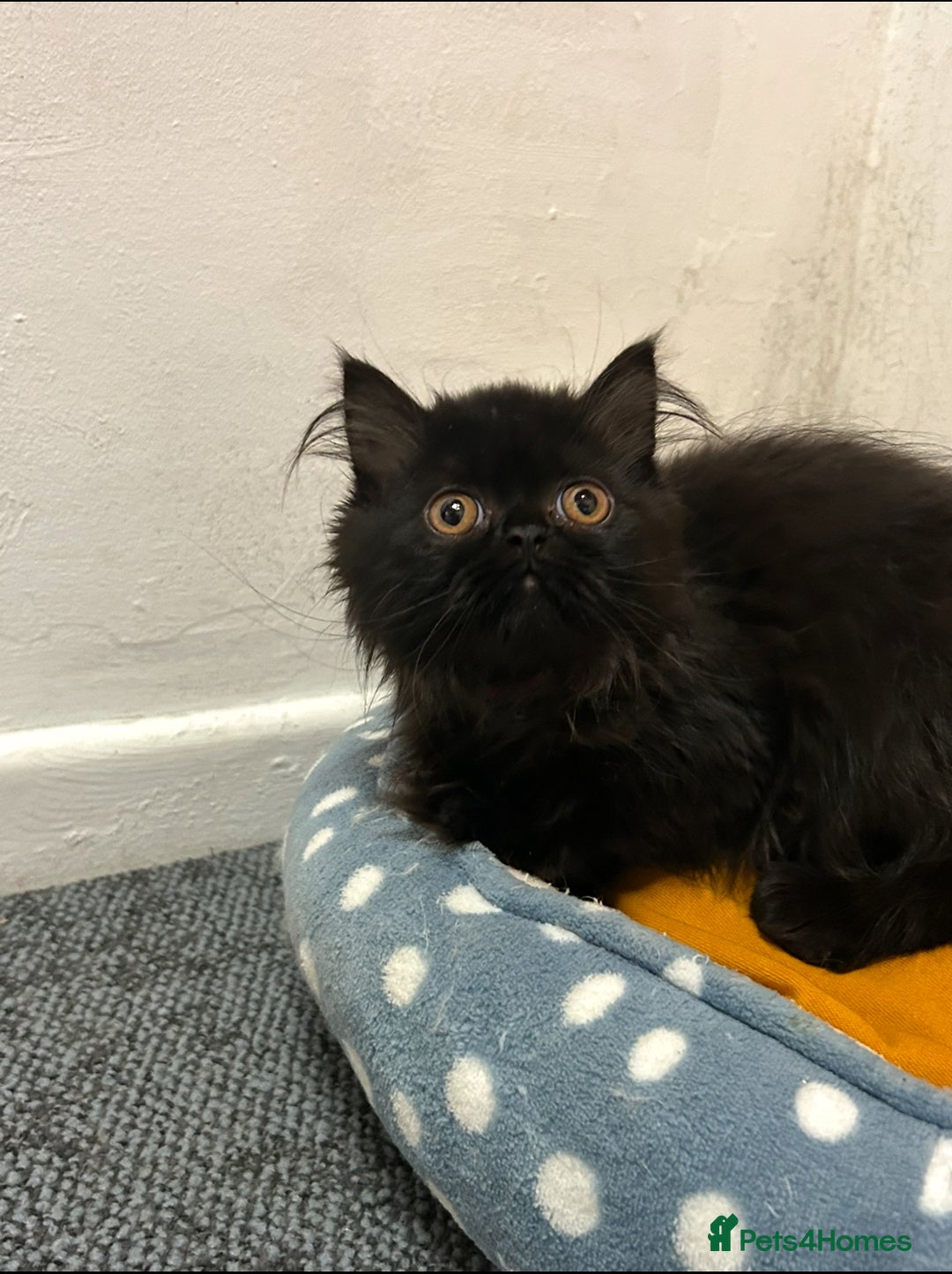 Persian cats for sale: Persian kittnes for sale London  - Advert 15