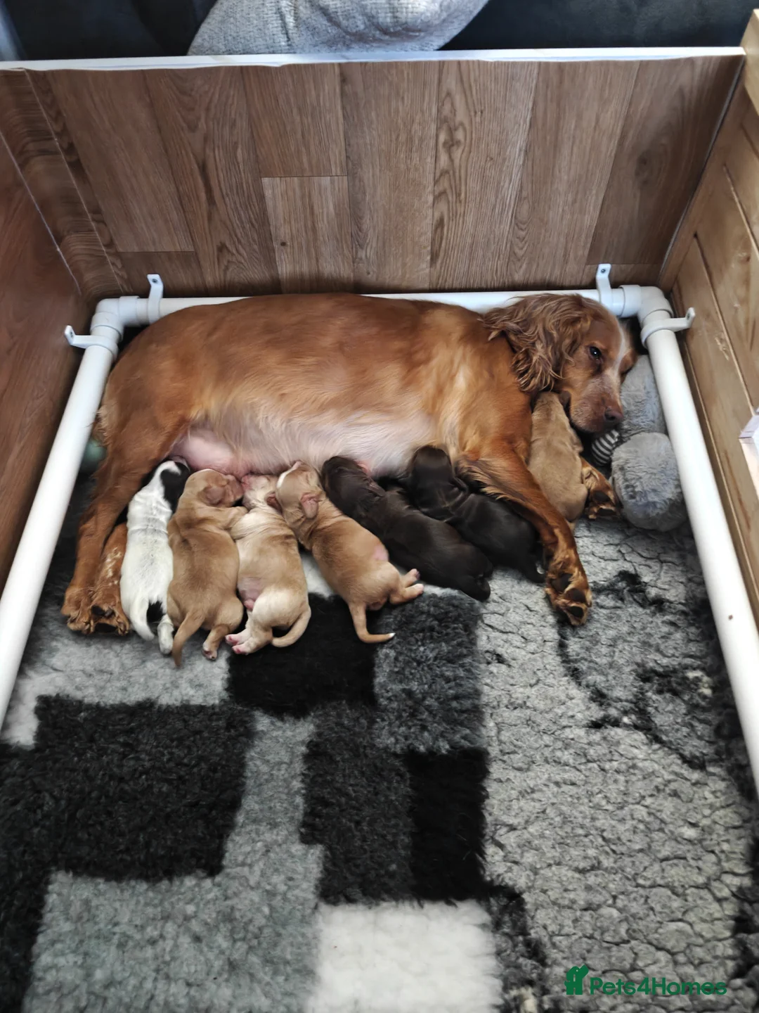 Cocker Spaniel dogs for sale: Cocker spaniel puppies - Advert 2