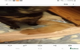 Mixed Breed cats for sale: Beautiful ginger kittens, I have both parents - Image 5