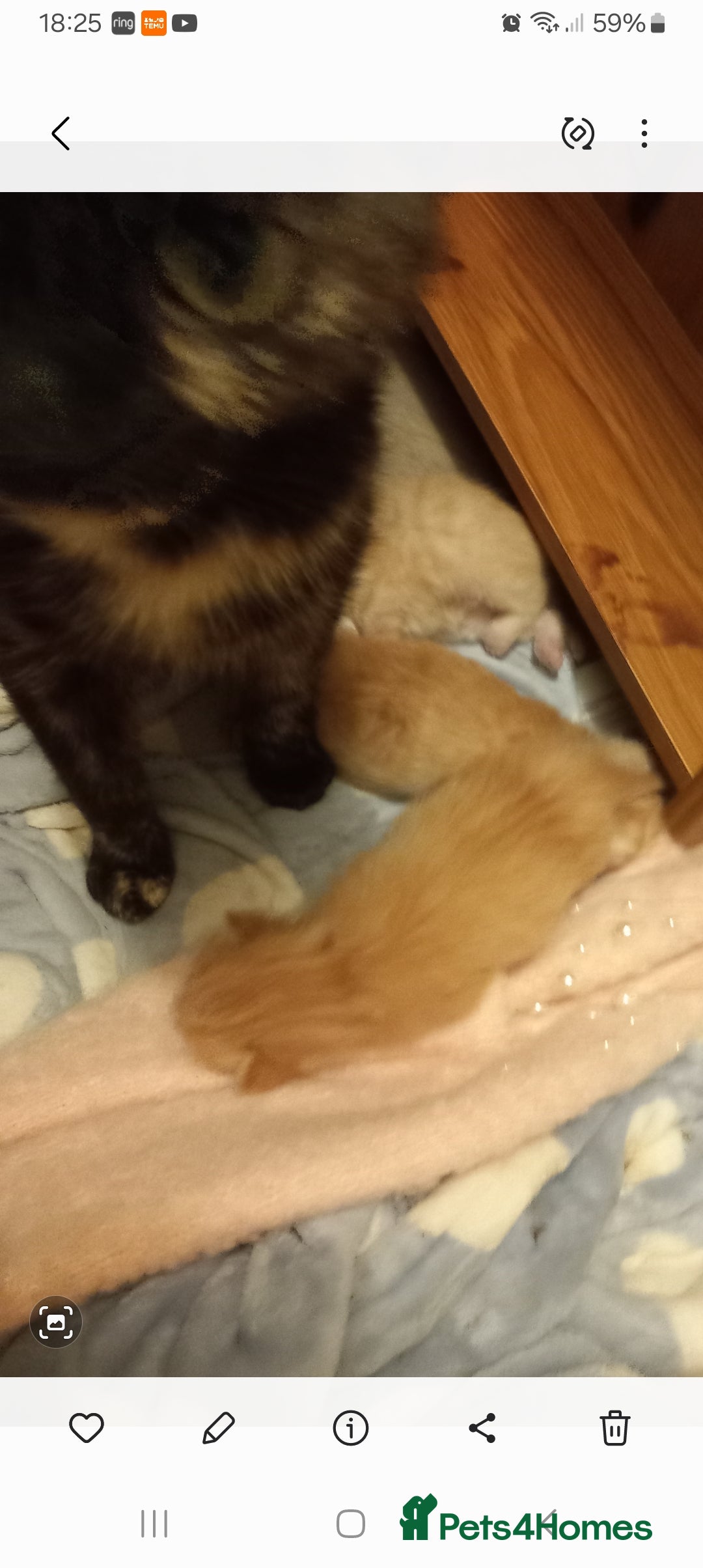 Mixed Breed cats for sale: Beautiful ginger kittens, I have both parents - Image 5