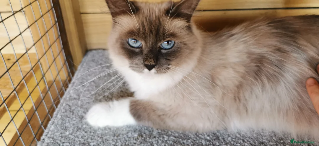 Siberian cats for sale: Registered Siberian young adult cat  - Advert 2