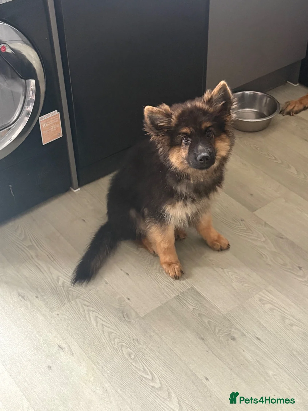 German Shepherd dogs for sale: Cracking 4 month old German kc Shepherd boy - Advert 4