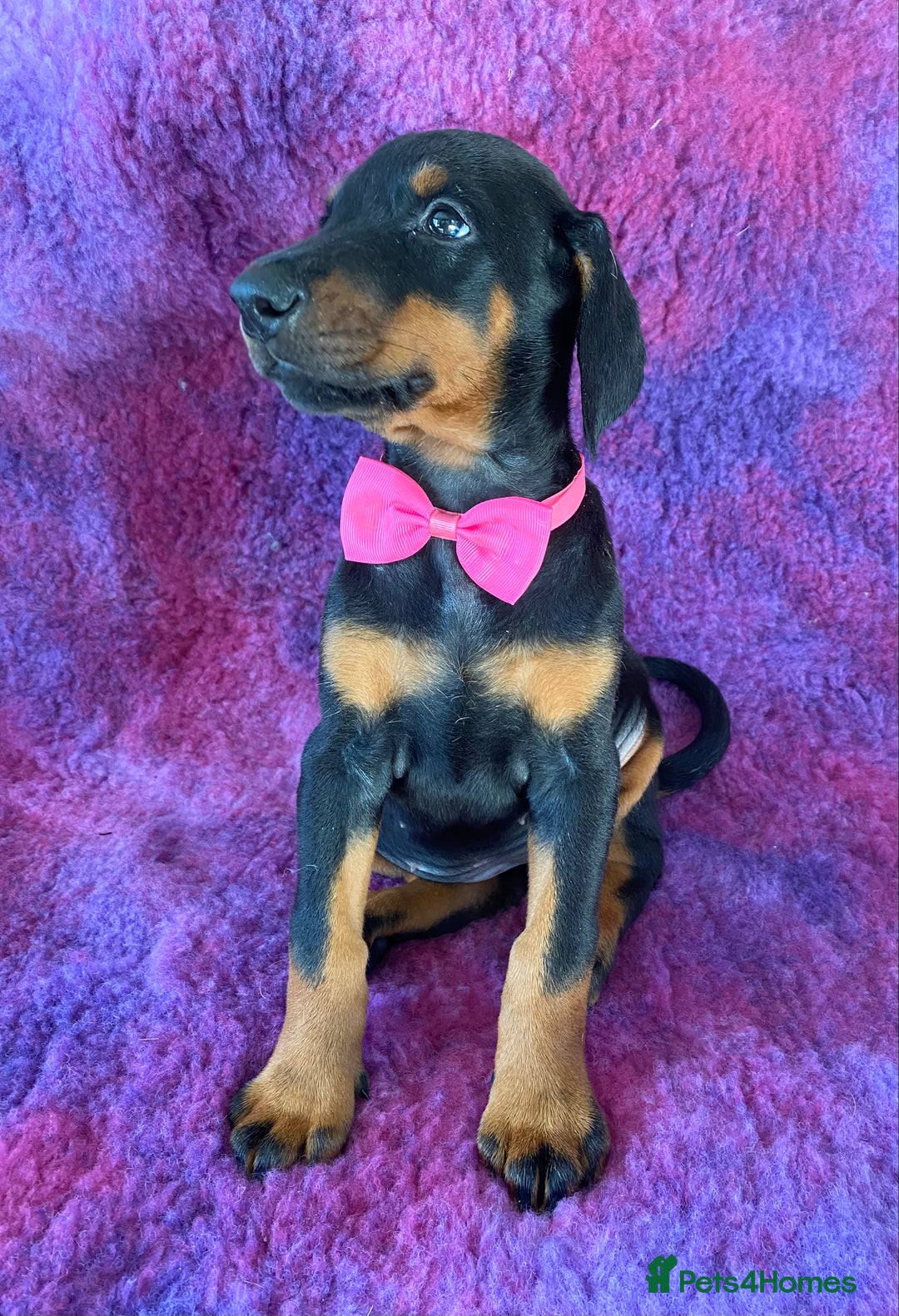 Dobermann dogs for sale: KC REG HEALTH TESTED EUROPEAN DOBERMAN : REDUCED! - Advert 28