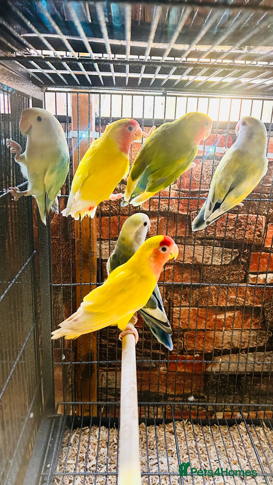 Lovebirds birds for sale: Various peachface lovebirds for sale  - Advert 5