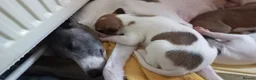 Whippet dogs for sale: 4 beautiful KC whippet puppies! - Advert 5