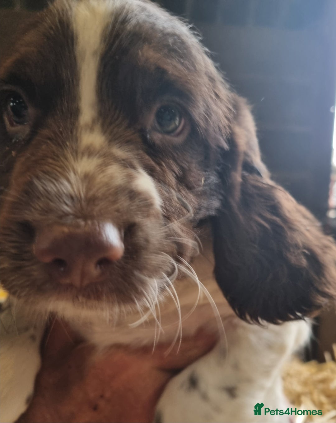 English Springer Spaniel dogs for sale: Pretty puppies with working parents ready now - Image 13