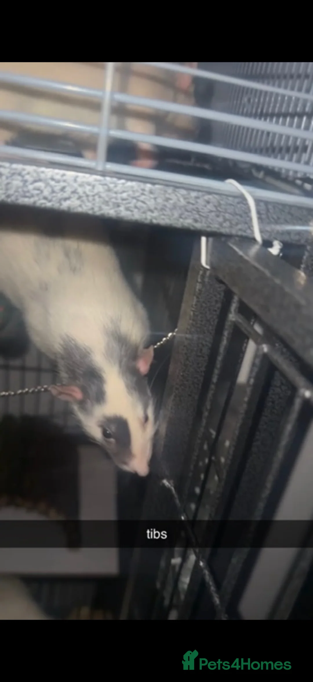Rat rodents for sale: male fancy /dumbo rats - Advert 7
