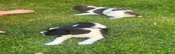 English Springer Spaniel dogs for sale: Springer spaniel pups  in Honiton - Advert 7
