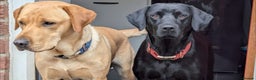 Labrador Retriever dogs for sale: Labrador puppies  - Advert 9