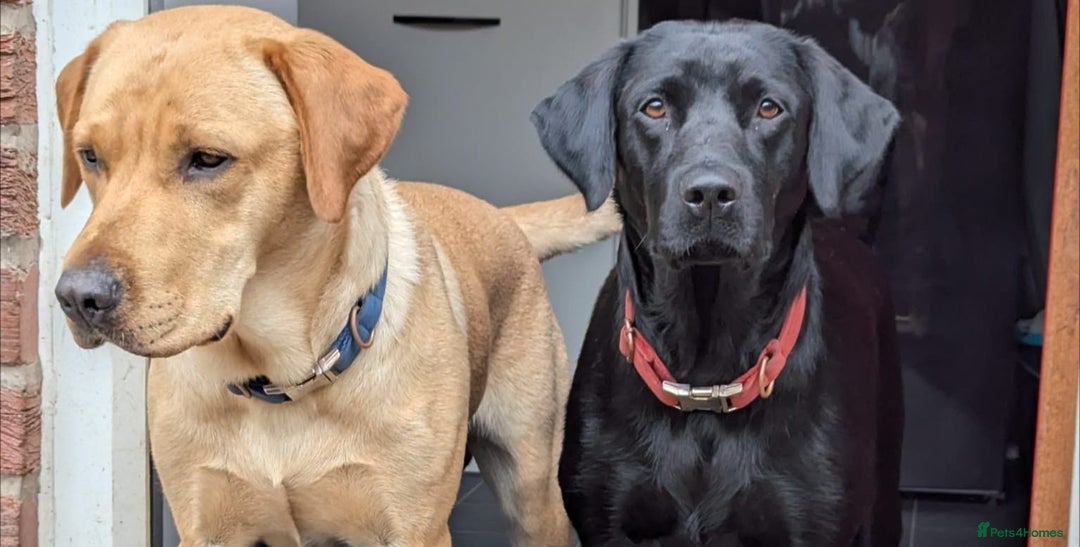 Labrador Retriever dogs for sale: Labrador puppies  - Advert 9