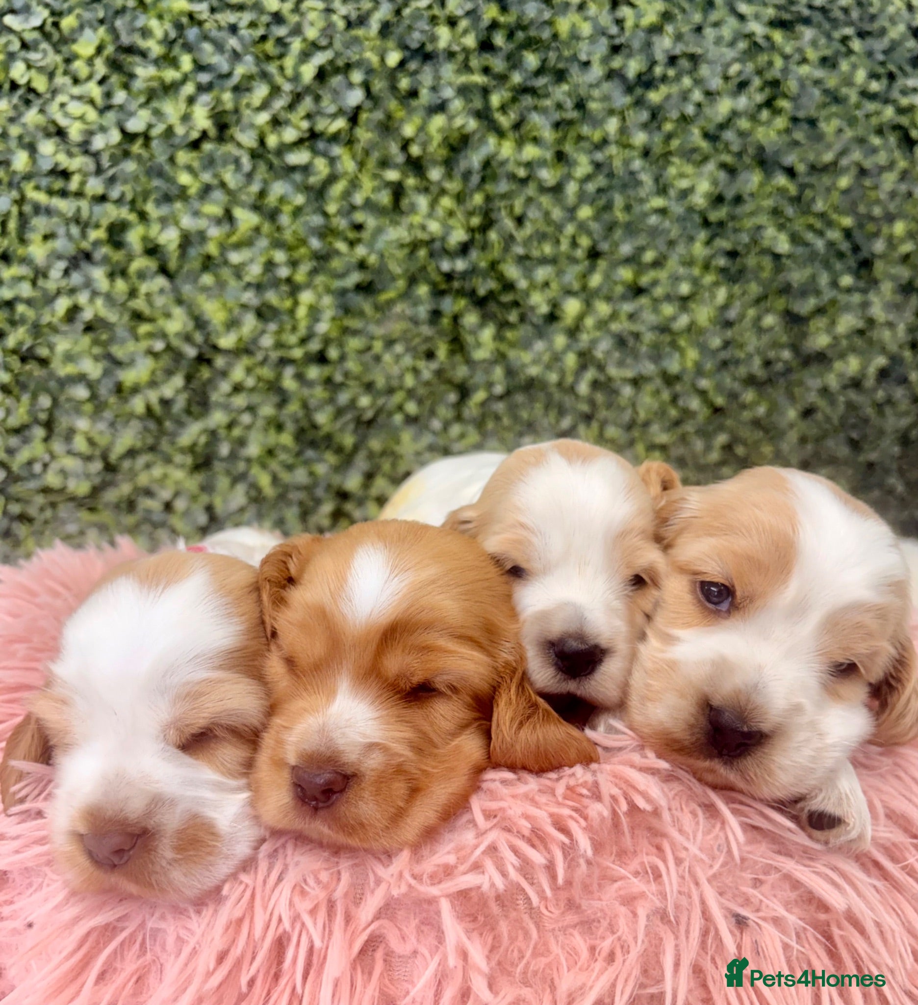 Cocker Spaniel dogs 🧡🤍 KC REG Show cocker Spaniel puppies for sale - Advert 2