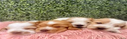 Cocker Spaniel dogs for sale: 🧡🤍 KC REG Show cocker Spaniel puppies for sale - Advert 14