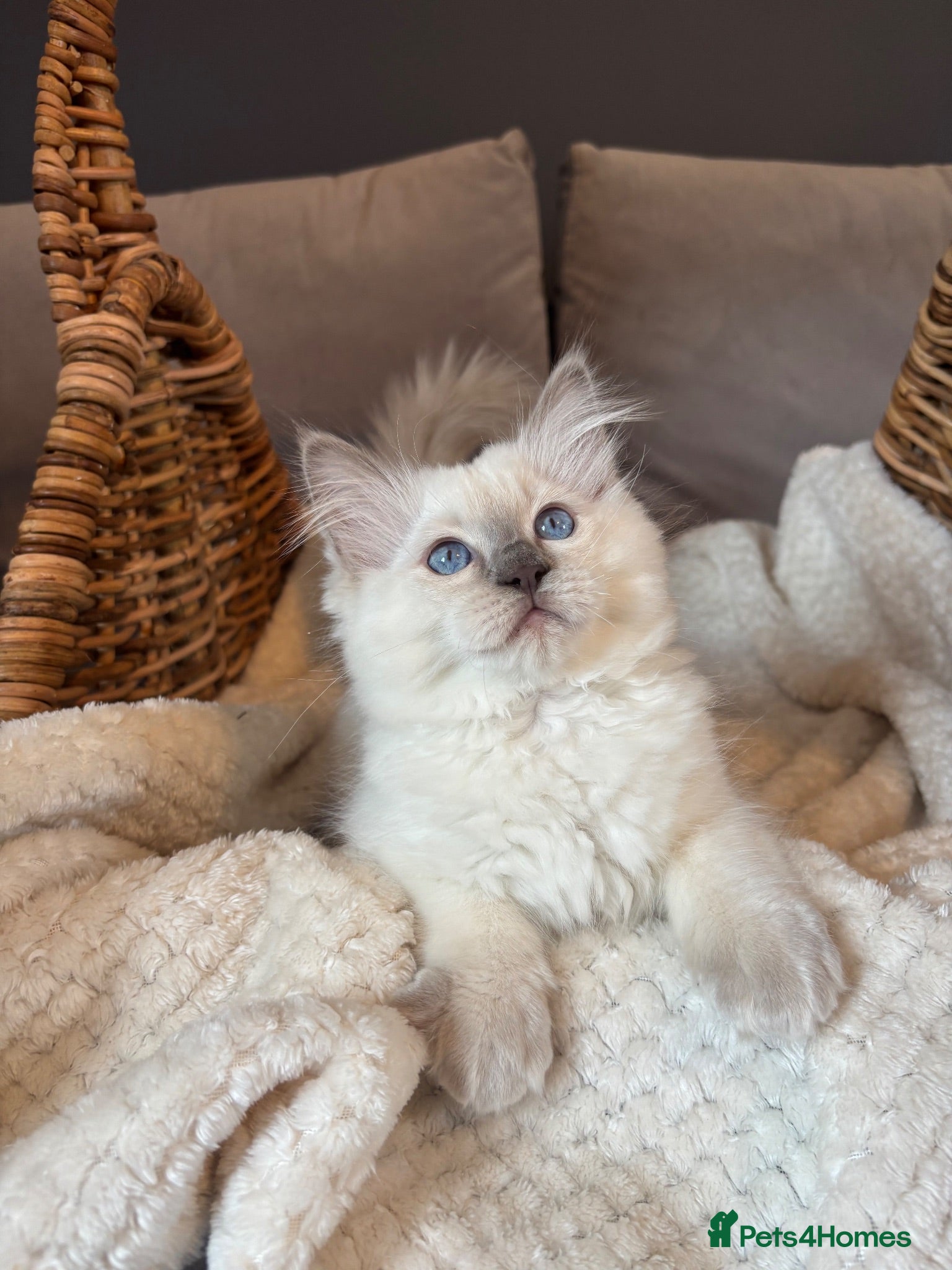 Ragdoll cats GCCF Registered Lilac Ragdoll Kitten  - Advert 2