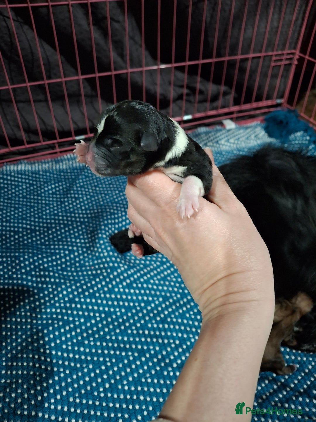 Patterjack dogs for sale: Patterdale/Jack Russell pups for sale 2 boys left - Advert 5