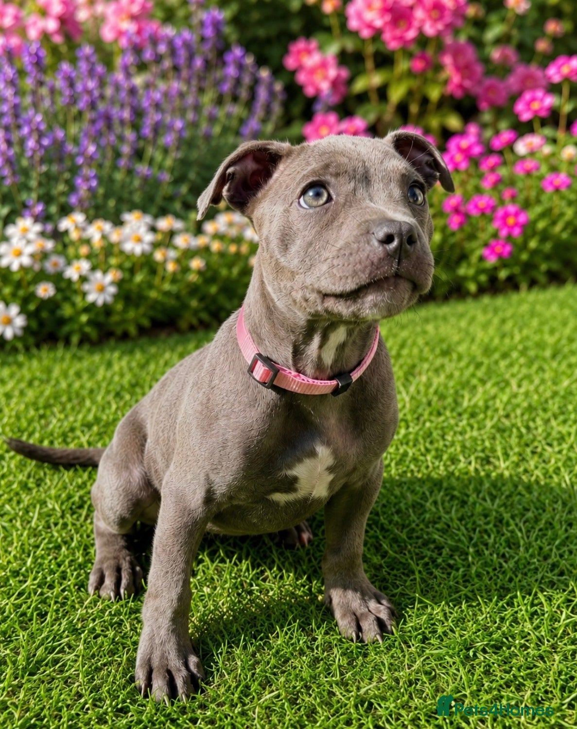 Staffordshire Bull Terrier dogs Blue Staffordshire Bull Terrier Champion Pups  - Advert 1