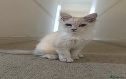 Maine Coon cats for sale: Silver shaded Maine coon female - Image 3