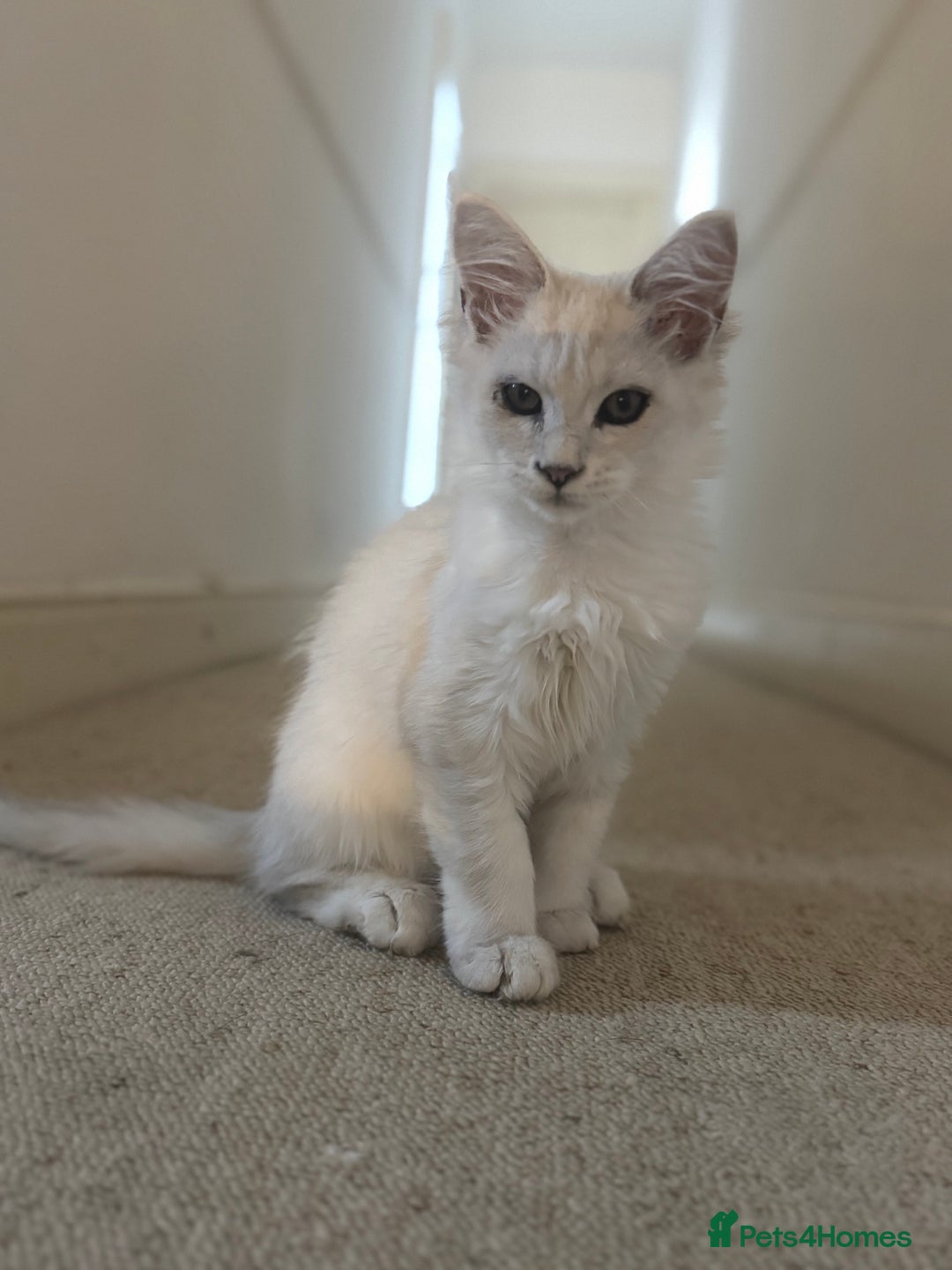Maine Coon cats for sale: Silver shaded Maine coon female - Image 3