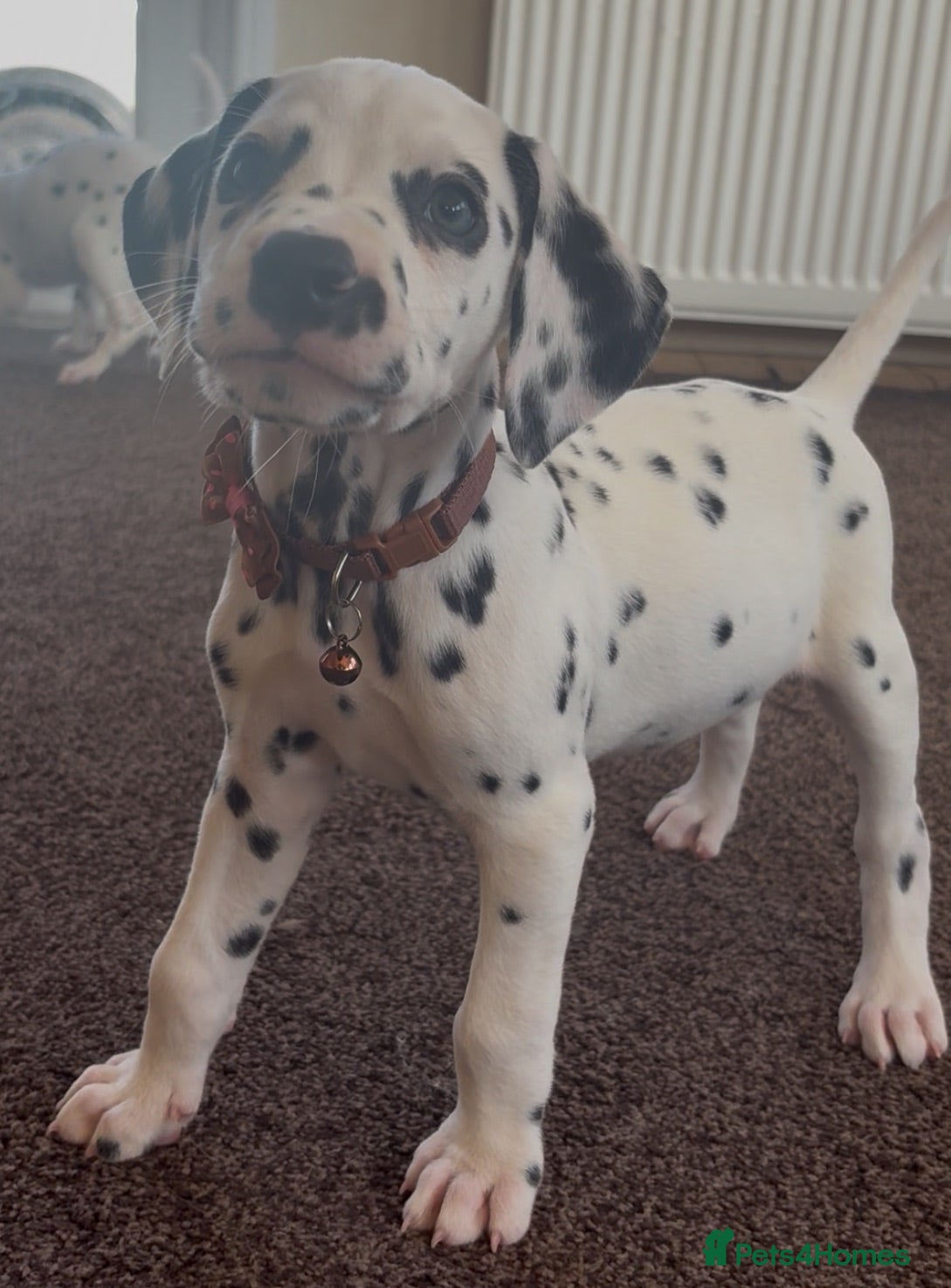Dalmatian dogs Beautiful Dalmatian puppies ready to reserve  - Advert 2