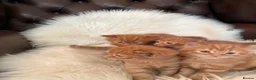 Mixed Breed cats for sale: Beautiful fluffy ginger kittens  - Advert 16