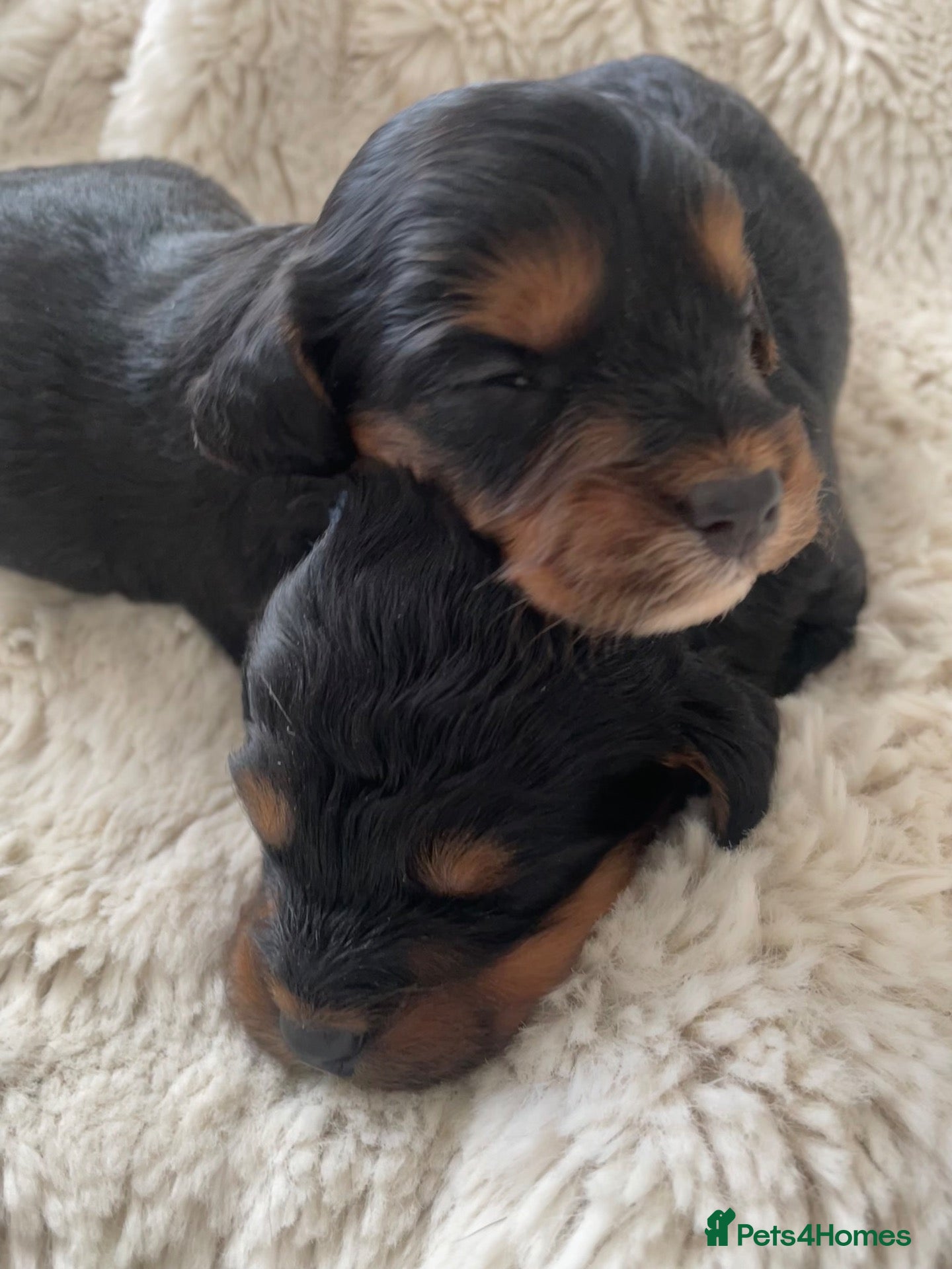 Cockapoo dogs 5 Miniture Cockerpoo pups  - Advert 21