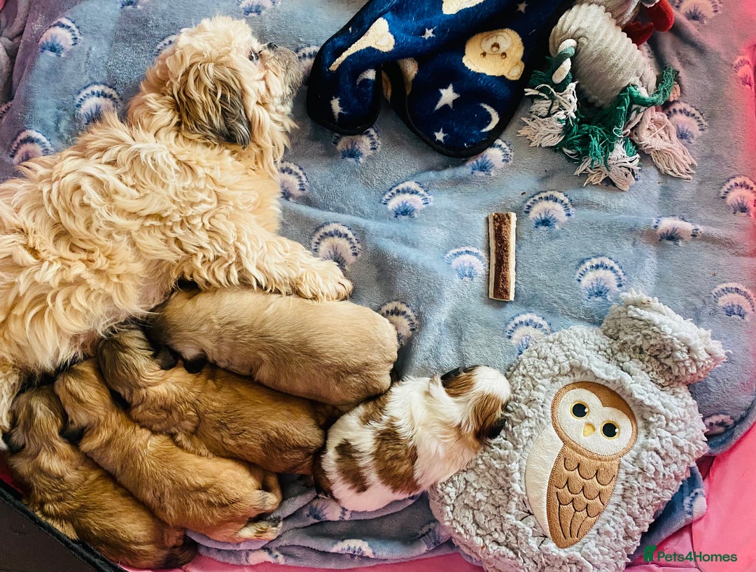 Shih Tzu dogs for sale: STUNNING BLACK MASK PUPS PLUS PARTI COLOUR  - Advert 9