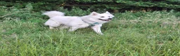 Mixed Breed dogs for stud: Samoyed x Husky for Stud in Godalming - Advert 1