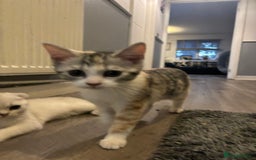 Scottish Fold cats for sale: SCOTTISH FOLD FEMALE KITTENS - Image 12