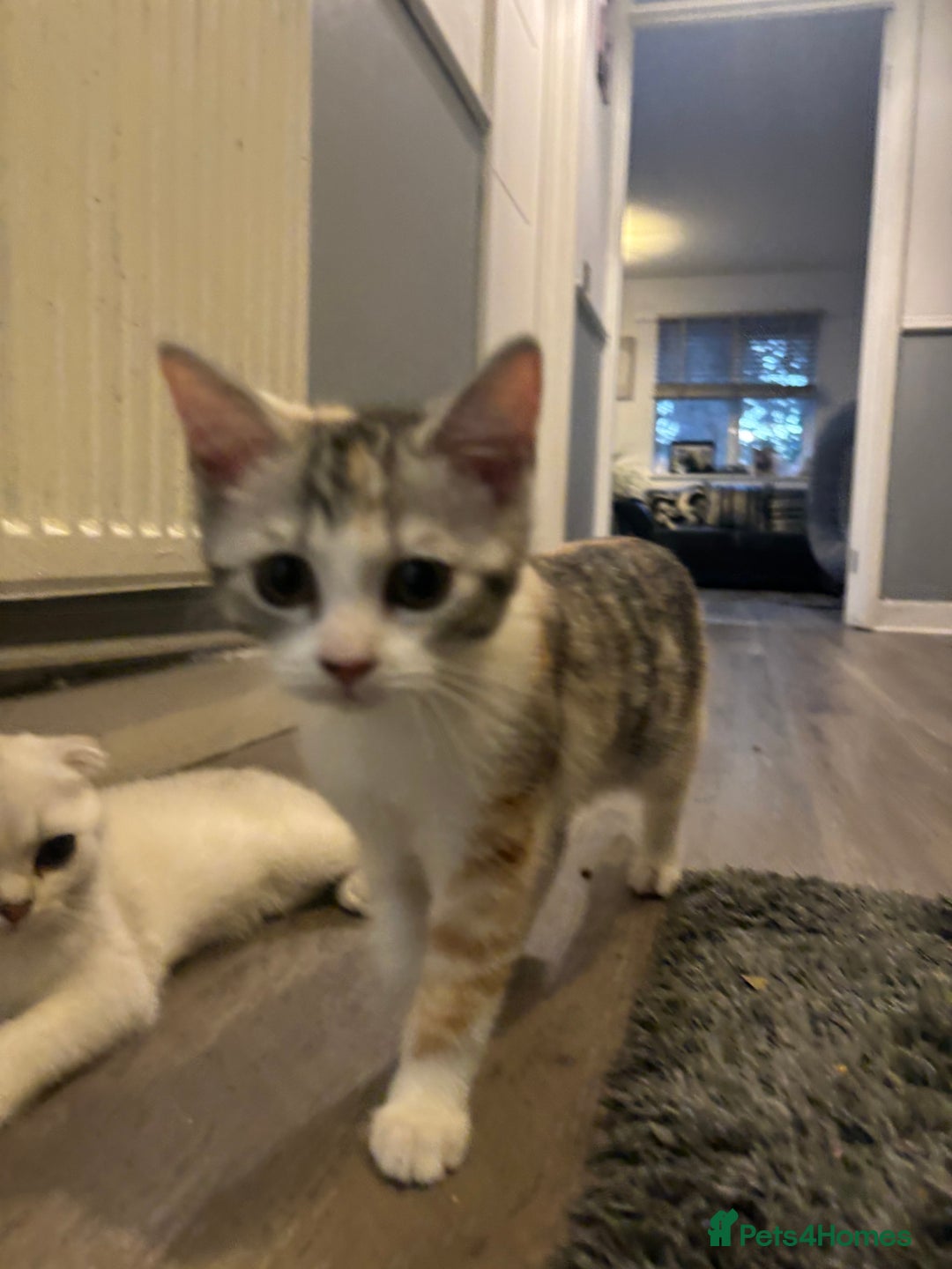 Scottish Fold cats for sale: SCOTTISH FOLD FEMALE KITTENS - Image 12