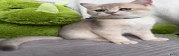 British Shorthair cats for sale: Adorable British Shorthair golden kittens   - Advert 7