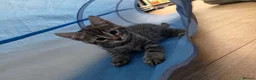 Mixed Breed cats for sale: 🐾 Beautiful Tabby Kittens Ready to Melt You Heart - Advert 29