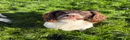 English Springer Spaniel dogs for stud: At Stud, REDWATERS FIRECRACKER ( Reggie) - Advert 3